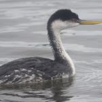Grays Harbor Birds: Western Grebe