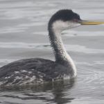 (Dianna Moore): Western Grebe (Aechmophorus occidentalis)