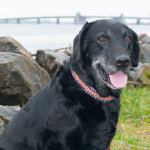 Adoptable Pet of the Week