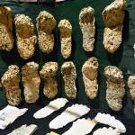 Darrell Westmoreland photo: The fourth annual Sasquatch Summit this weekend features cast footprints and other evidence at the Quinault Beach Resort and Casino.