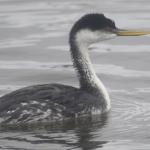 Grays Harbor Birds: Western Grebe