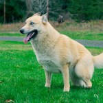 Friends helping “Sunshine” to a brighter future