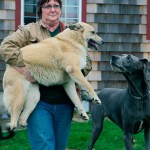 Sunshine is carried through the yard by owner Alice Fenske. Fenske&rsquo;s Fenske&rsquo;s Gentle Paws Hospice and Sanctuary of Hoquiam has been taking care of the dog who&rsquo;d been grossly maimed in &ldquo;an act of mutilation.&rdquo; Half of Sunshine&rsquo;s hind legs had been brutally hacked away. (Photo by Tyson Rowley)