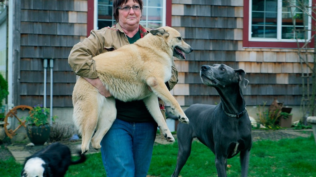 Sunshine is carried through the yard by owner Alice Fenske. Fenske&rsquo;s Fenske&rsquo;s Gentle Paws Hospice and Sanctuary of Hoquiam has been taking care of the dog who&rsquo;d been grossly maimed in &ldquo;an act of mutilation.&rdquo; Half of Sunshine&rsquo;s hind legs had been brutally hacked away. (Photo by Tyson Rowley)