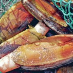 NO CLAM DIGS on Twin Harbors beaches this weekend