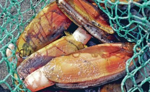 NO CLAM DIGS on Twin Harbors beaches this weekend