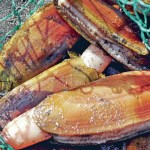 NO CLAM DIGS on Twin Harbors beaches this weekend