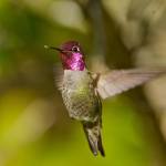 Anna&rsquo;s Hummingbird (Calypte anna) (Gregg Thompson)