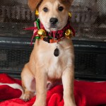 Adoptable Dog — Hetty