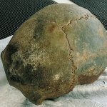 The 2,300-year old skull found in a crab pot off Ocean Shores in 2014 is one step closer to its final resting place. Researchers at the Department of Archaeology and Historic Preservation determined the skull is Native American in origin and have contacted several area tribes, including the Quinault Indian Nation, to determine the final disposition of the remains.