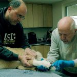 Sunshine the dog takes the first steps toward her new hind legs