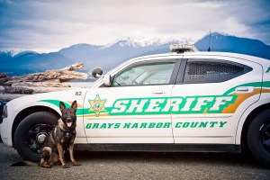 With the assistance of Grays Harbor Sheriff&rsquo;s Office K-9 service dog Max and his handler, Deputy Tracy Gay, deputies and Elma Police were able to track down and arrest a man who fled from officers Wednesday morning. The suspect led officers on a chase down State Route 12, reaching speeds up to 85 mph before being arrested in a wooded area just inside the McCleary city limits. GRAYS HARBOR COUNTY SHERIFF