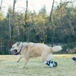 Life and limbs: Sunshine’s on a roll