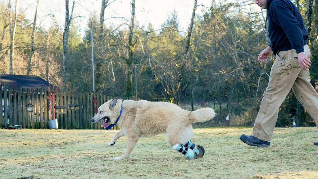 Life and limbs: Sunshine’s on a roll