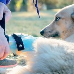 Life and limbs: Sunshine’s on a roll