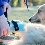 (Photo by Tyson Rowley) Alice Fenske attaches Sunshine&rsquo;s prostheses.