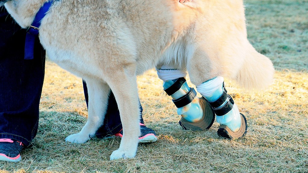 (Photo by Tyson Rowley) Sunshine and her prosthetic legs.