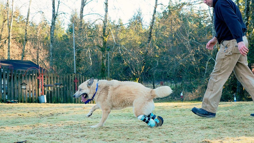 (Photo By Tyson Rowley) Sunshine goes for a run with Andy Fenske.