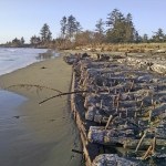 Since late November, the shipwreck has settled in south of the Tumidanski property, but still well north of Jacobson&rsquo;s Jetty. JOHN SHAW