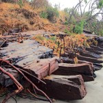 Some of the shipwreck&rsquo;s timbers were first revealed when the bank line eroded approximately 100 yards south of Warrenton Cannery Road in late December, 2009. COASTAL IMAGES|RON AREL