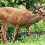 Department of Fish and Wildlife Director Jim Unsworth has sent a proposal to Governor Jay Inslee that asks the 2017 Legislature to consider substantial increases in recreational fishing and hunting licenses. Unsworth said rising management costs have left no alternative to raising the cost of licenses if hunters, like those targeting blacktail deer, and anglers want to maintain and grow hunting and fishing opportunities in the coming years.                                 Department of Fish and Wildlife Director Jim Unsworth has sent a proposal to Governor Jay Inslee that asks the 2017 Legislature to consider substantial increases in recreational fishing and hunting licenses. Unsworth said rising management costs have left no alternative to raising the cost of licenses if hunters, like those targeting blacktail deer, and anglers want to maintain and grow hunting and fishing opportunities in the coming years.