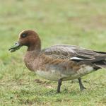 (Gregg Thompson) Eurasian Wigeon (Anas penelope)