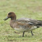 Grays Harbor Birds: Eurasian Wigeon