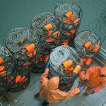 Dungeness crab fishermen on strike coastwide over buyer price reduction