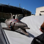 A highly trained bottlenose dolphin slides onto a beaching tray in preparation for transport to the open sea at the Mine and Santi-Submarine Warfare Center in San Diego in March 2015. Researchers hope to use the dolphins in locating &mdash; and rescuing &mdash; some of the few surviving vaquita porpoises in Mexico&rsquo;s Upper Gulf of California. (Don Bartletti/Los Angeles Times)