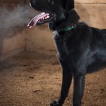 Adoptable Pet of the Week