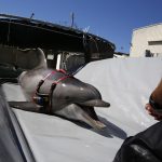 Navy dolphins’ mission: Help locate rare vaquita porpoises