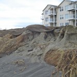 This month&rsquo;s fix followed much the same pattern as the first, with the exception of trucking in trees with trunk root structures intact, as opposed to using driftwood available on the beach in front of the condos the last time around.