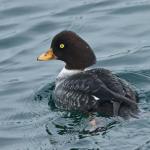 Grays Harbor Birds: Barrow’s Goldeneye