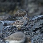 (Gregg Thompson) Rock Sandpiper (Calidris ptilocnemis)