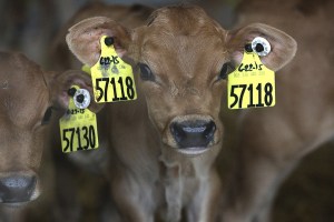 Consumers and health advocates continue to push for fewer antibiotics in the livestock industry