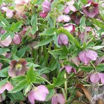 Winter fragrance and color in the garden