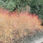 Midwinter Fire (Melanie J. Watts Photo)