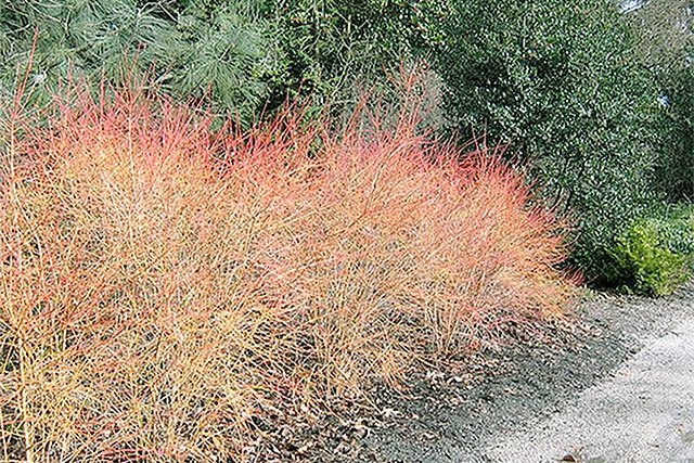 Midwinter Fire (Melanie J. Watts Photo)