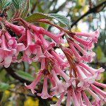 Pink Dawn Viburnum (Jean-Marc Pascolo Photo)