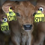 &ldquo;These are small steps, but not nearly enough to really address the enormous overuse of antibiotics.&rdquo; Dr. David Wallinga of the Natural Resources Defense Council. (Jim Gehrz/Minneapolis Star Tribune)