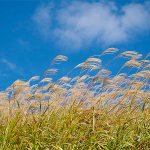 PHOTO BY TOMOMARUSAN                                Miscanthus