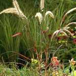 BRONISLAW DROZKA PHOTO                                Pennisetum