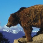 grizzly bear, Glacier NP MT, by Erwin & Peggy Bauer, no date, 9449, 105.1