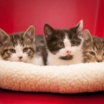 Adoptable Pets of the Week