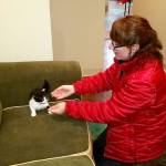 Kristina Snyder plays with a nervous kitten at PAWS in Aberdeen. (Terri Harber|The Daily World)