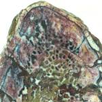 Dinosaur surprise: Scientists find collagen inside a 195-million-year-old bone