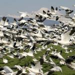 The Washington State Department of Fish and Wildlife is accepting public comment this month on proposed hunting rule changes for the 2017-18 season. Increased goose bag and possession limits are part of the recommendations, in response to the growing number of geese in the state.