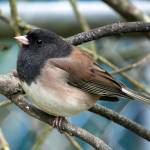 (Mike Hamilton) Dark-eye Junco (Junco hyemalis)