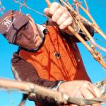 The basics of pruning