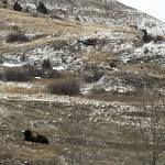 A lone bison, hunkered down on a hillside at Theodore Roosevelt National Park, was there to see us off as we neared the North Dakota-Montana border during our first day on the road.